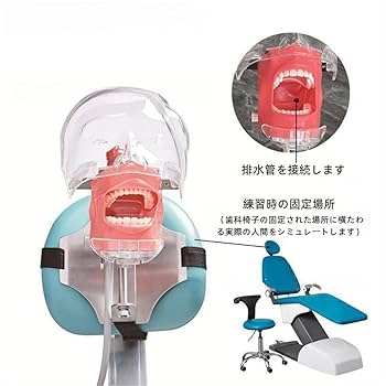 NISSIN DENTAL MODEL 可動式上下顎模型 Operative Area | Operative Jaw Model (32 teeth) [CON2001-UL